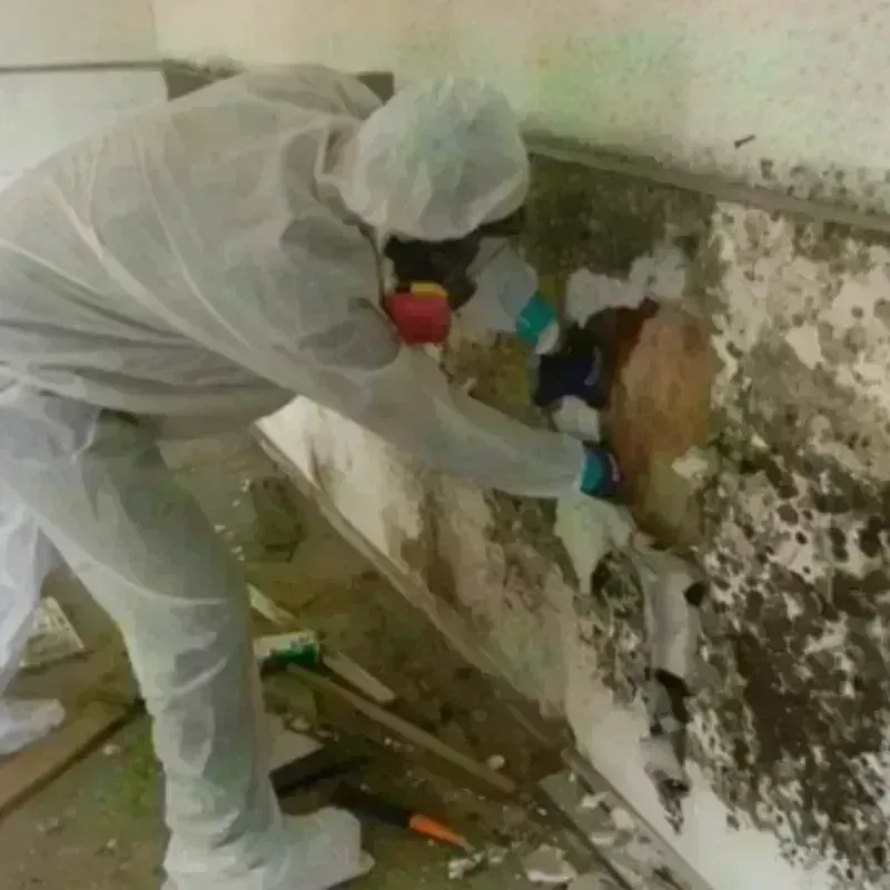 Mold Remediation and Removal in Shallotte, NC